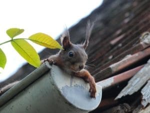 squirrel-in-gutter-600x450